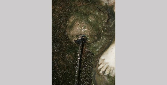 Nymphen Brunnen - Bild 7