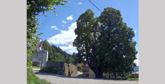Kirchenlinde - Bild 2