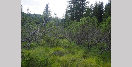 Flattnitzer Hochmoor - Bild 4