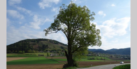 Sommerlinde Possau - Bild 2