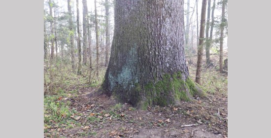 Fichte im Lichtengraben - Bild 2