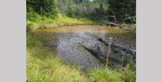 Flattnitzer Hochmoor - Bild 2