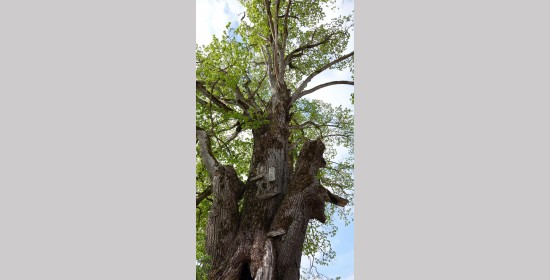 Sommerlinde Possau - Bild 4