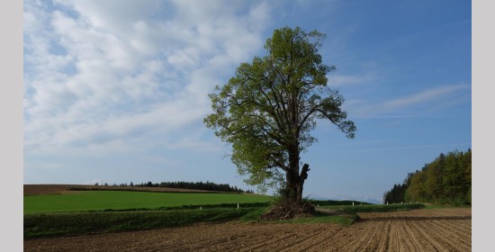 Sommerlinde Possau - Bild 1