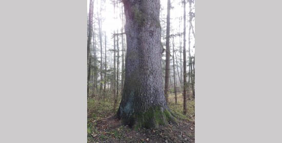 Fichte im Lichtengraben - Bild 1