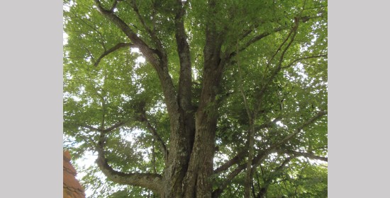 Sommerlinden beim vulgo Schickler - Bild 3