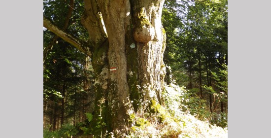 Paracelsusbuche beim Schweizerhaus - Bild 1