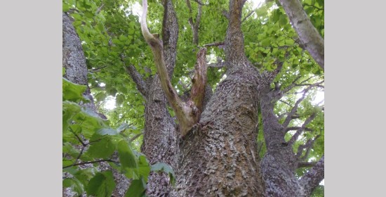 Sommerlinden beim vulgo Schickler - Bild 5