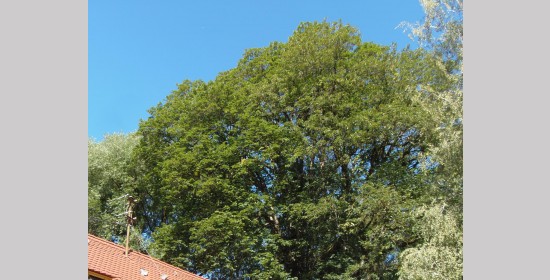 Ahorne bei Schloss Wiesenau - Bild 1