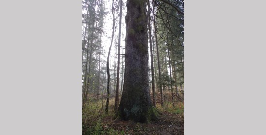 Fichte im Lichtengraben - Bild 6