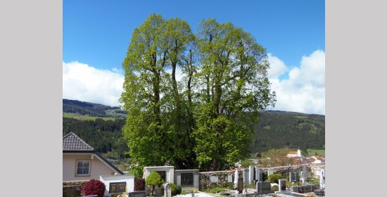 Kirchenlinde - Bild 7