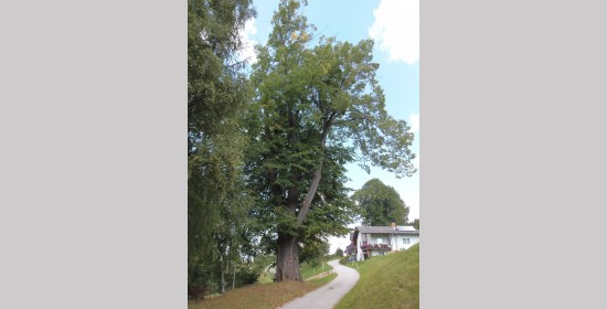 Sommerlinde vulgo Kleinvaltebauer 2 - Bild 4