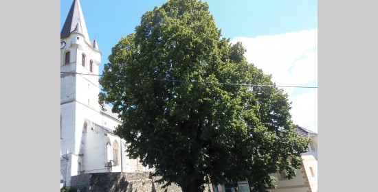 Kirchenlinde - Bild 3