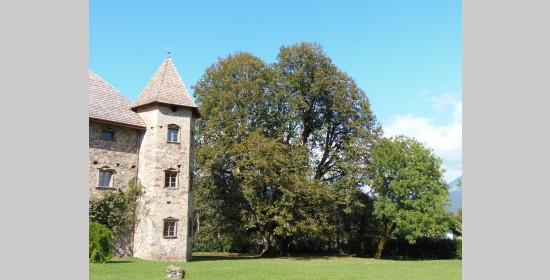 Sommerlinde Schloss Pöllan - Bild 1