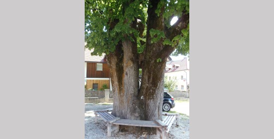 Kirchenlinde Kreuzen - Bild 4