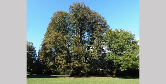 Sommerlinde Schloss Pöllan - Bild 2