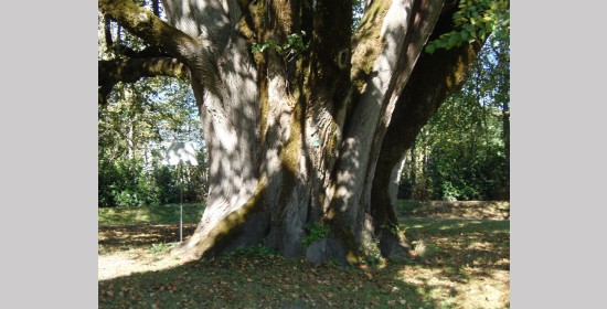 Sommerlinde Schloss Pöllan - Bild 5