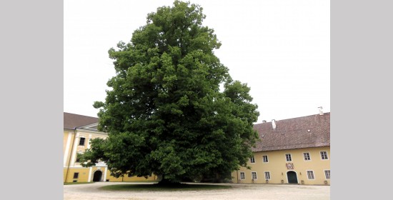 Schlosslinde Grafenstein - Bild 7