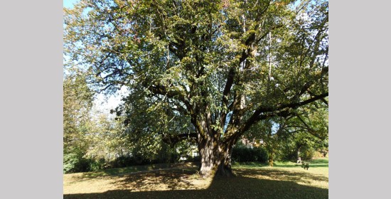 Sommerlinde Schloss Pöllan - Bild 6