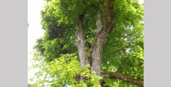 Sommerlinde Prebl - Bild 7