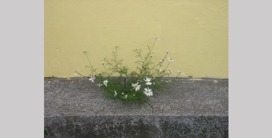 Hanslitsch Kreuz - Bild 3
