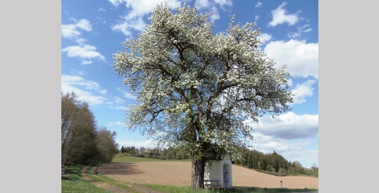Rannerkreuz - Bild 7