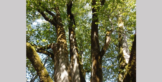 Sommerlinde Schloss Pöllan - Bild 7